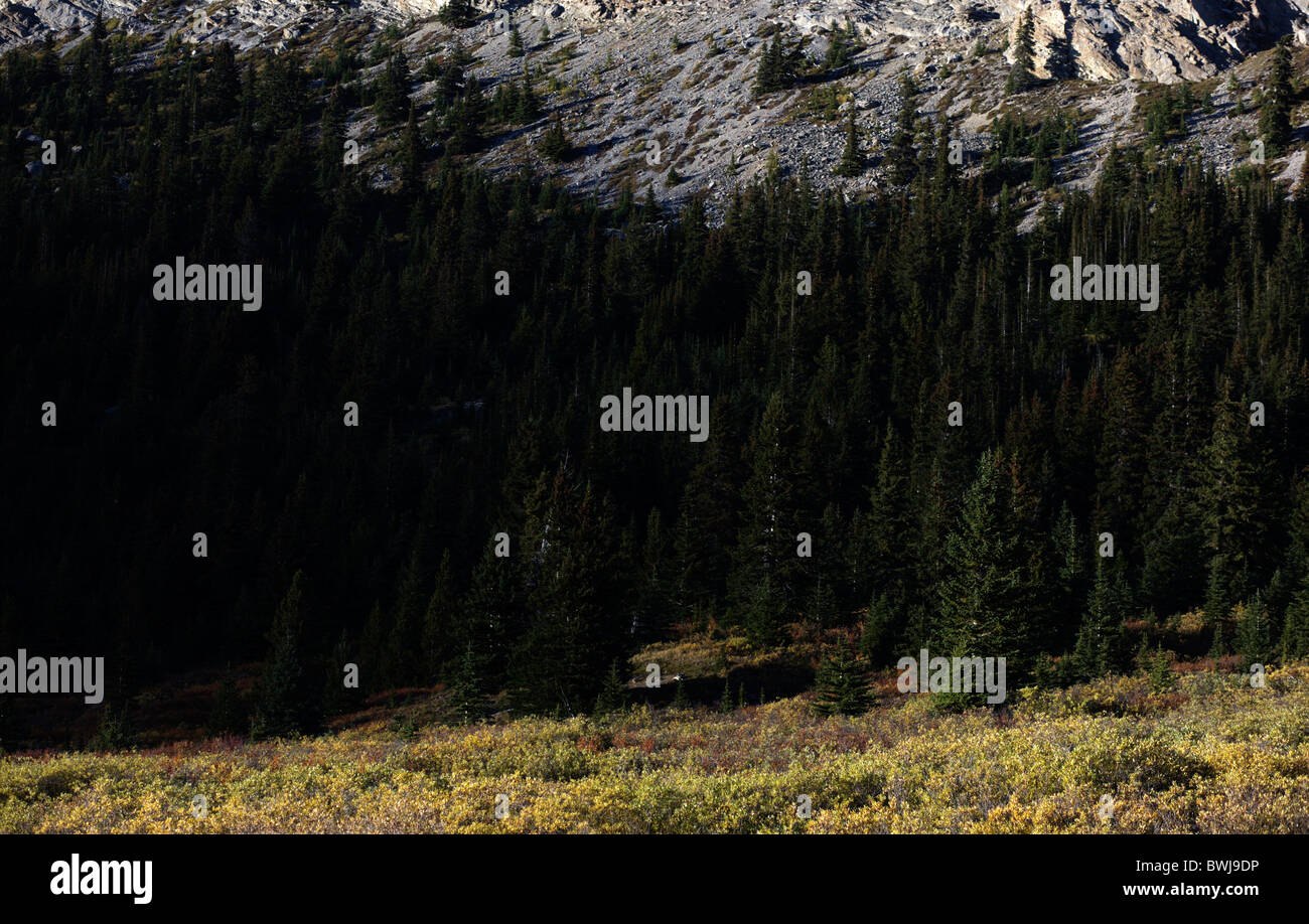 Forest growing on mountain slopes in the Jasper National Park in the Canadian Rocky Mountains in Alberta Stock Photo