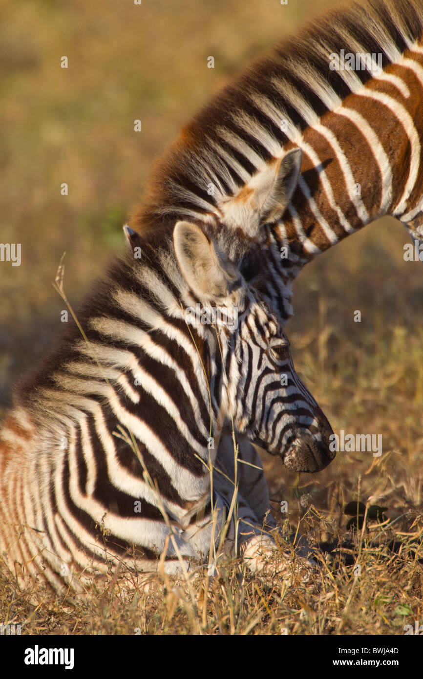Young Burchell's Zebra Foals Nuzzling Stock Photo