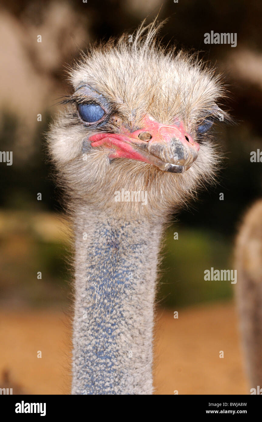 Closed nictitating membrane that protects the eyes of an Ostrich, Struthio camelus, Namaqualand, South Africa Stock Photo