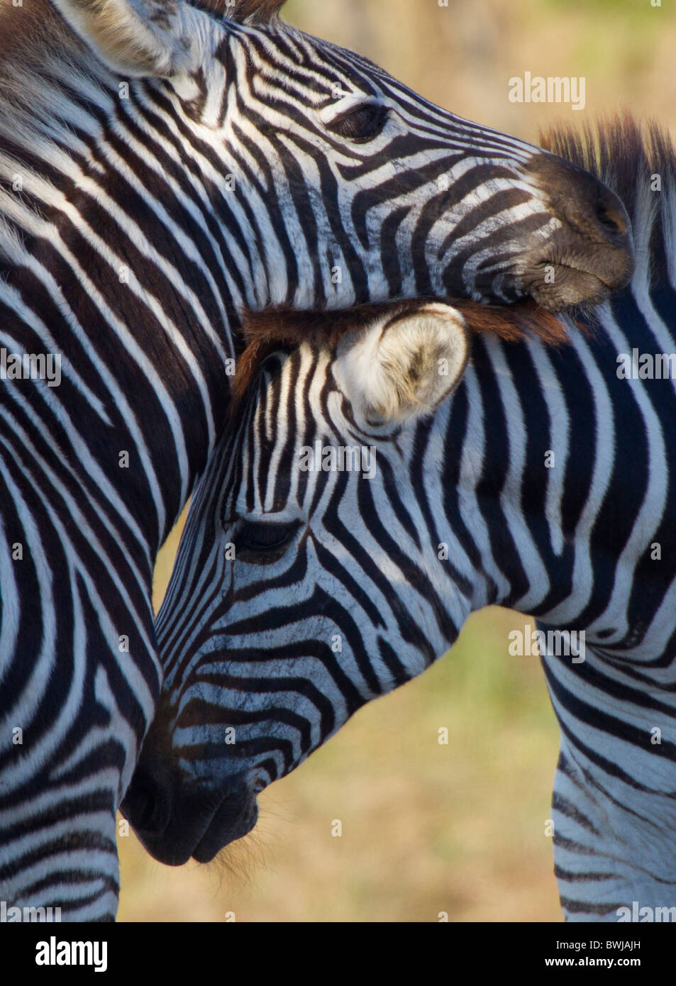 Burchell's Zebras Nuzzling Each Other, Kruger National Park, South Africa Stock Photo