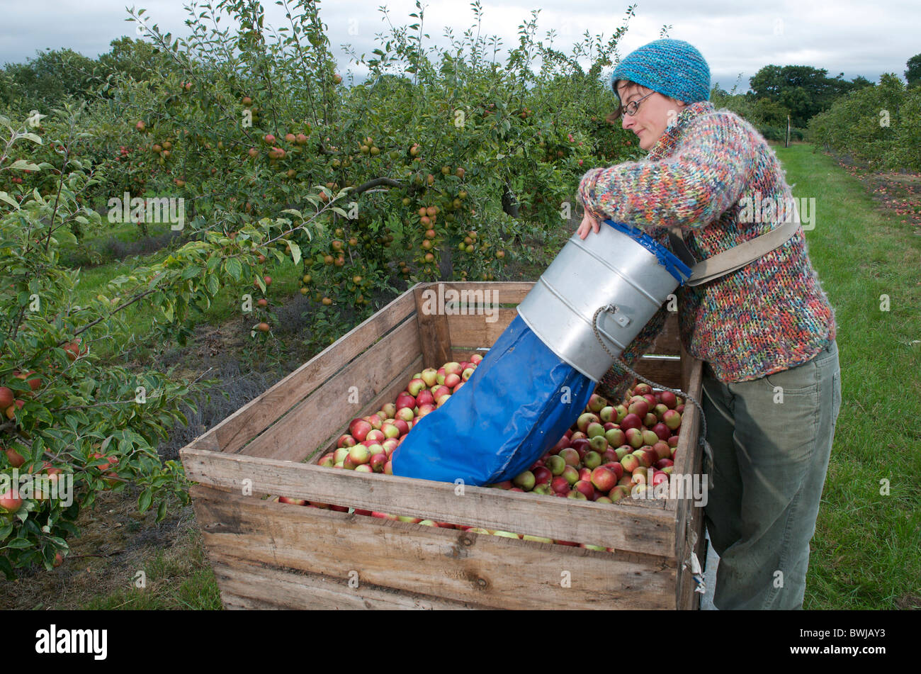 Harvesting eating apples, UK Stock Photo Alamy