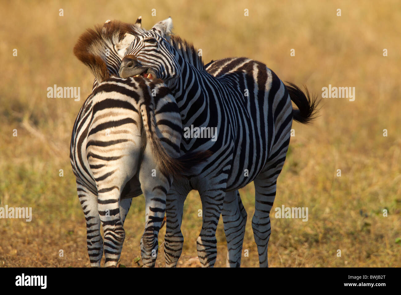 Burchell's Zebras Nuzzling Each Other, Kruger National Park, South Africa Stock Photo