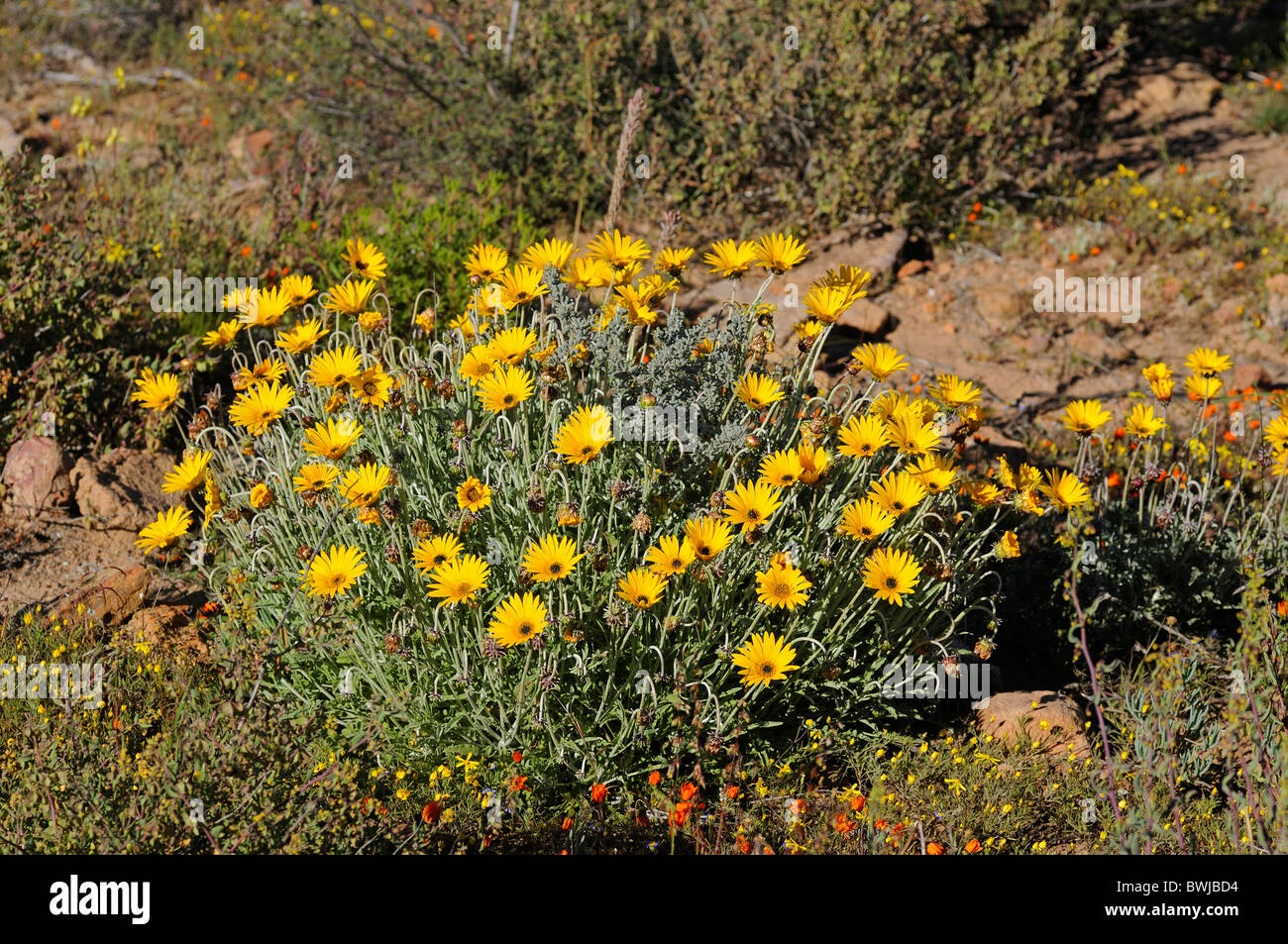 Glandular Cape Marigold in habitat, Dimorphoteca sinuata, Namaqualand