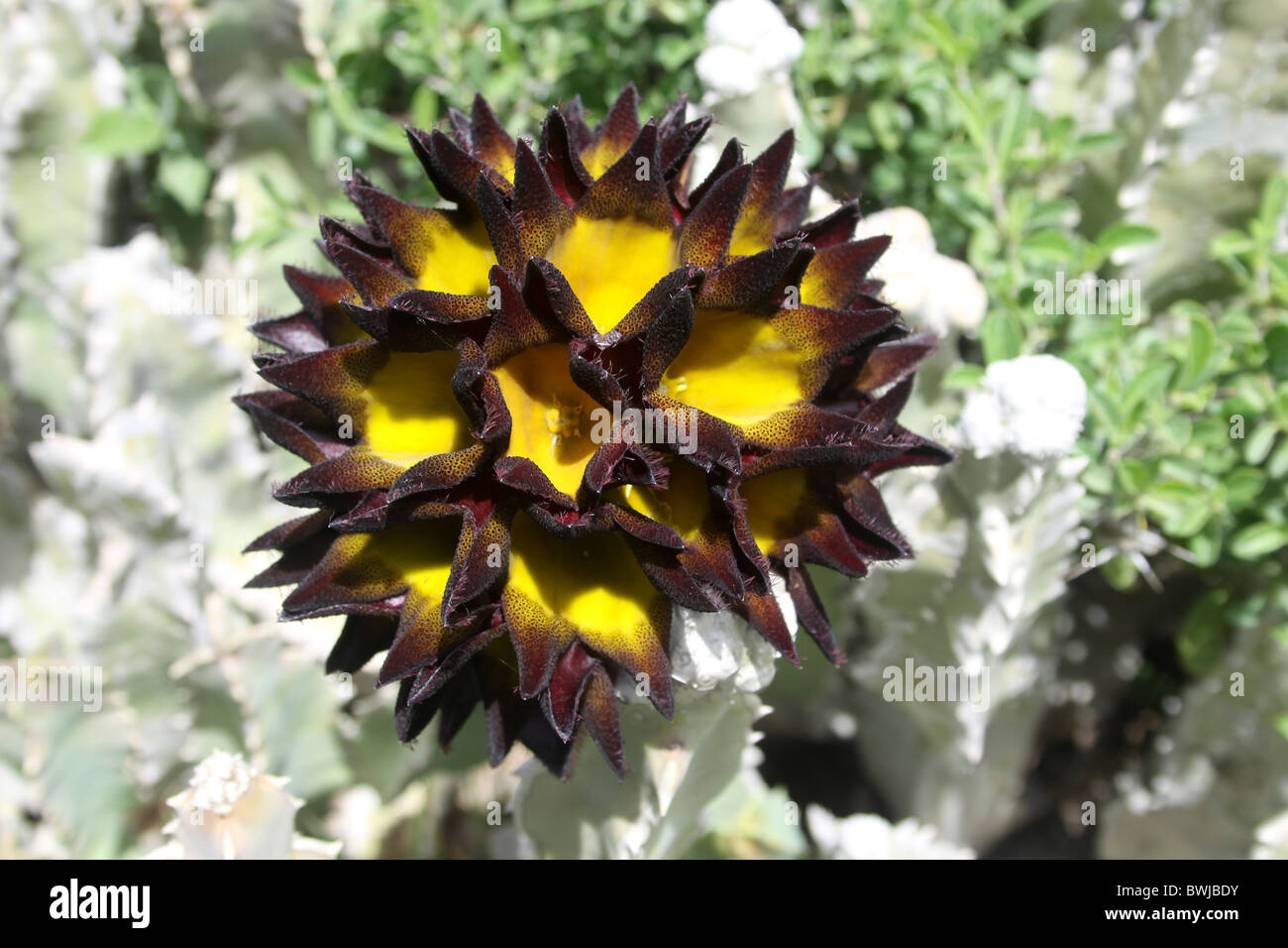 Tanzania, Caralluma flower Stock Photo Alamy