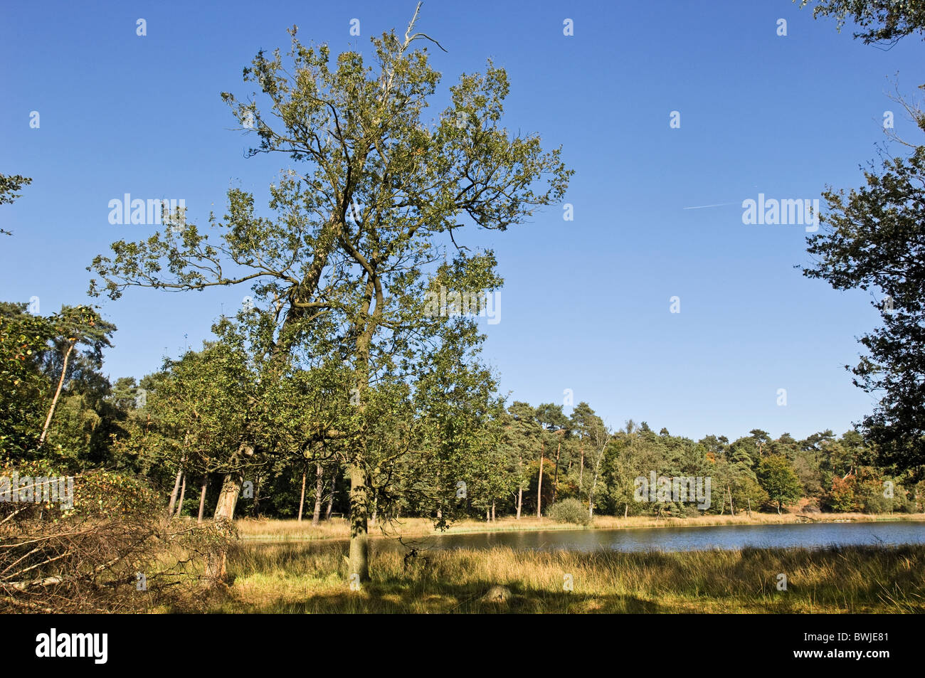 landscape called black water Stock Photo
