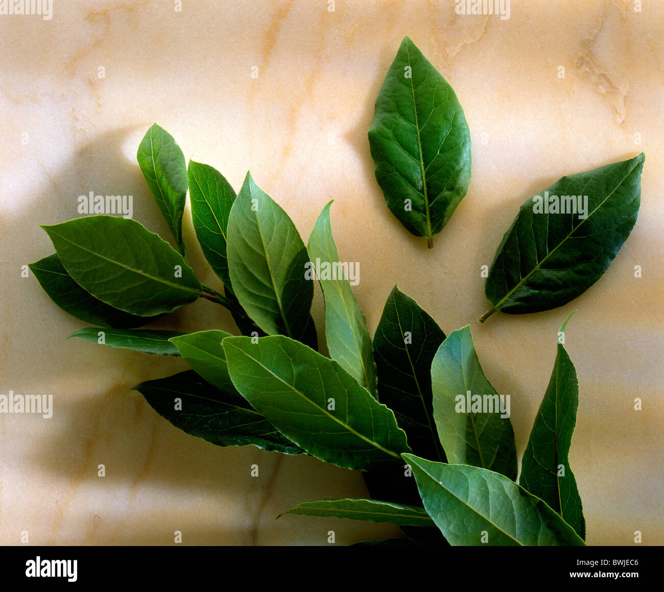 bay leaf, fresh herbs Stock Photo Alamy