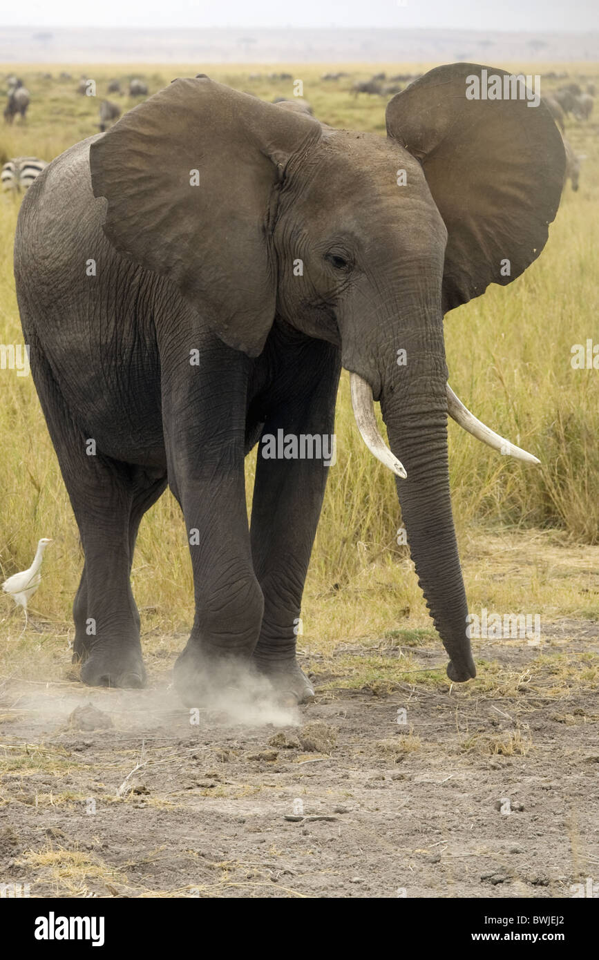 Elephant kicking up dust Stock Photo Alamy
