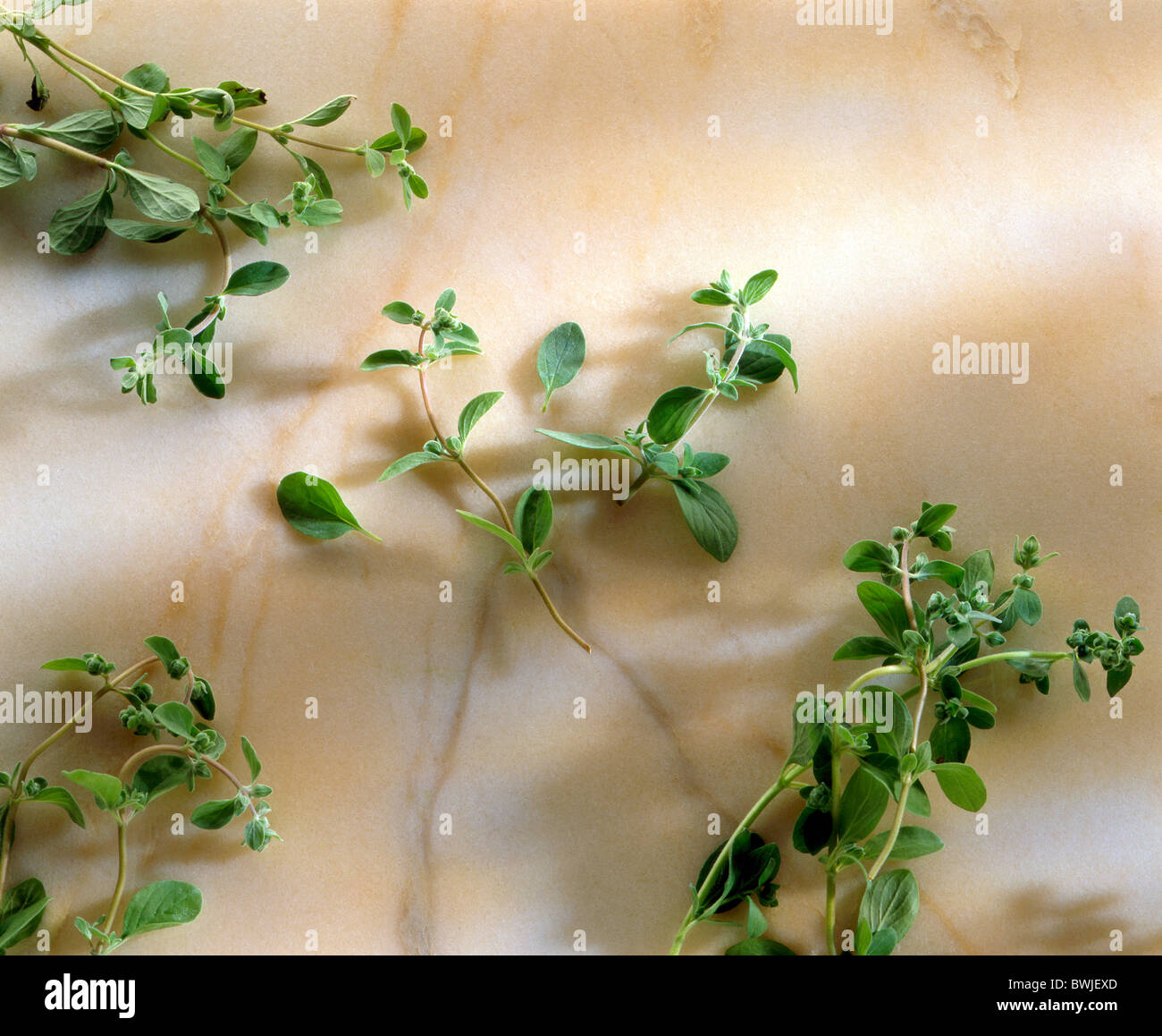 marjoram, fresh herbs Stock Photo Alamy