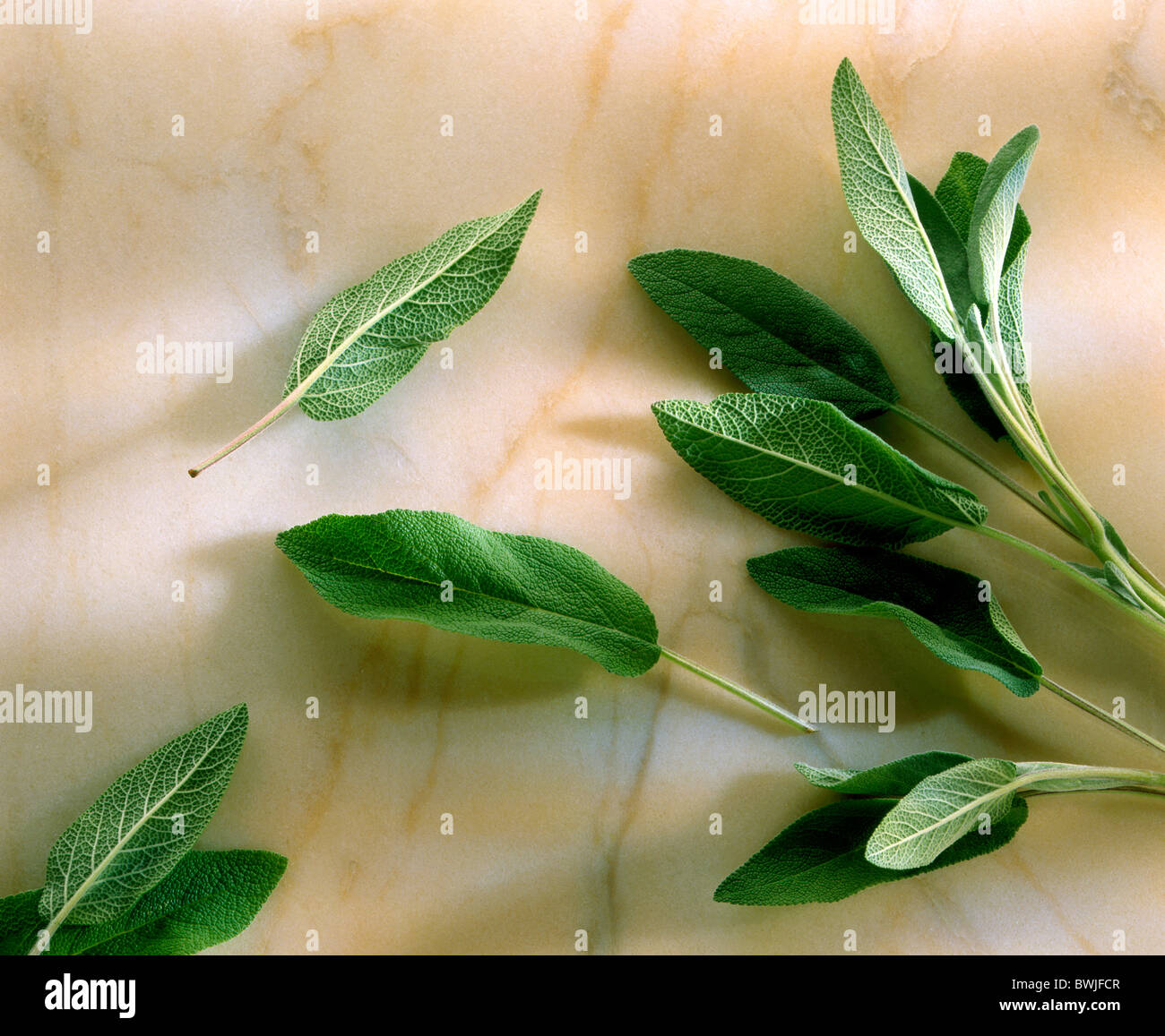 sage, fresh herbs Stock Photo Alamy