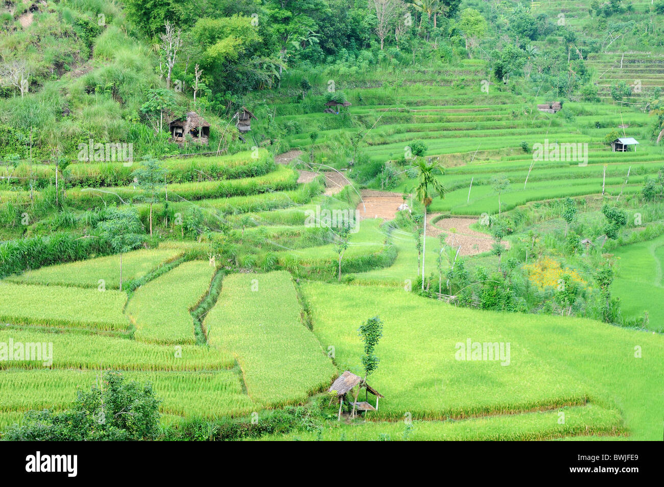 Pool With Rice Farm Bali pool rice hi-res stock photography and images - Alamy