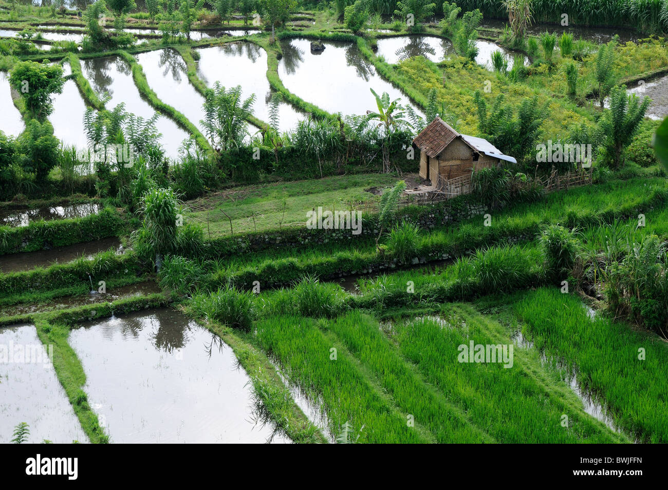 Rice cultivation steps hi-res stock photography and images - Alamy
