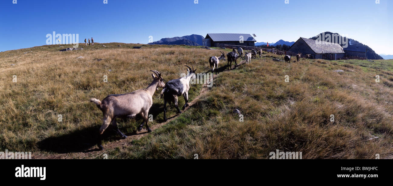 scenery landscape Alpe Salei Onsernone valley Canton Ticino nanny goats nanny-goats Valle Onsernone Switzerlan Stock Photo
