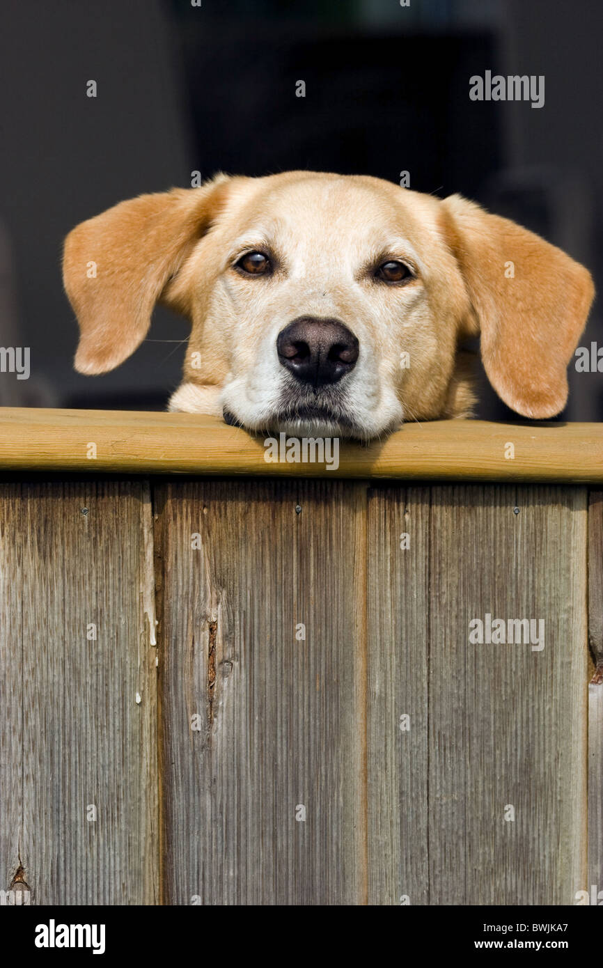 Dog peering over balcony Stock Photo Alamy