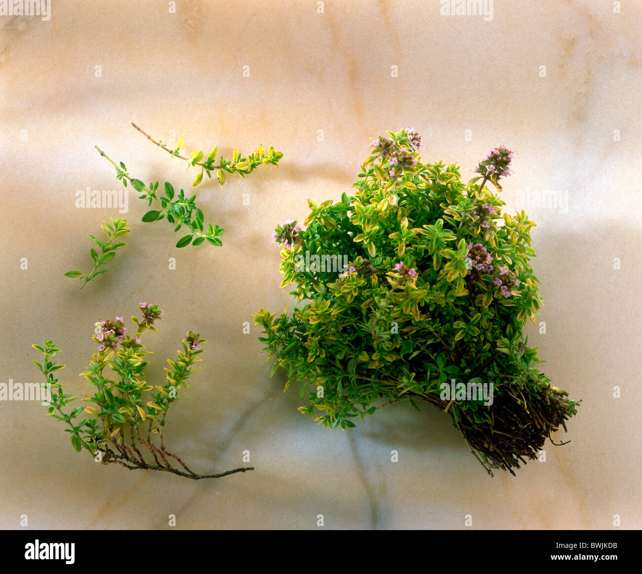 Thyme lemon variegated hires stock photography and images Alamy