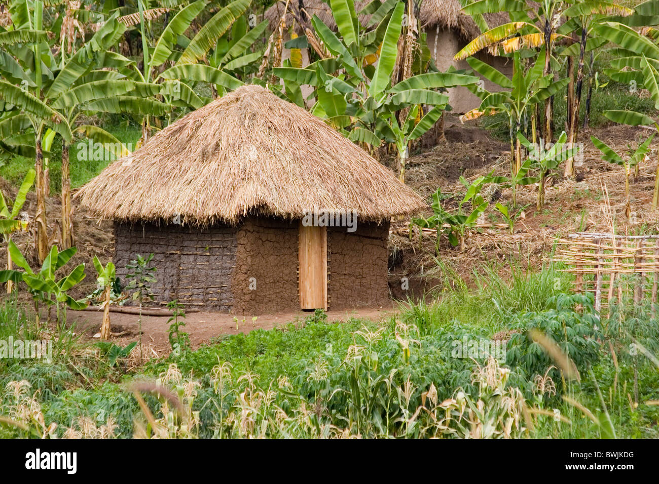 loam hut hut straw roof bananas banana plants plantation Uganda Africa