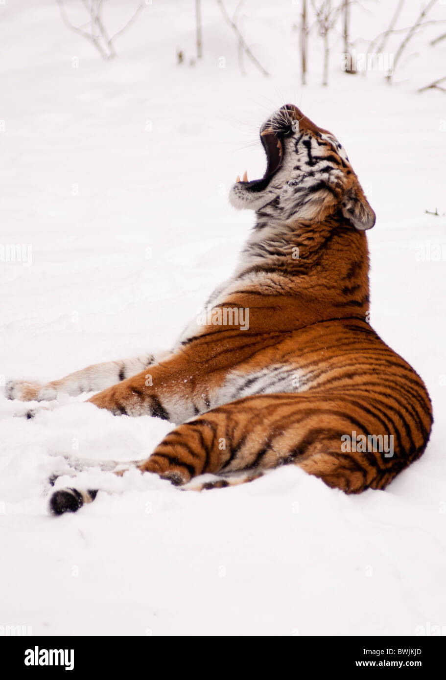 A Siberian tiger growls in the winter snow Stock Photo