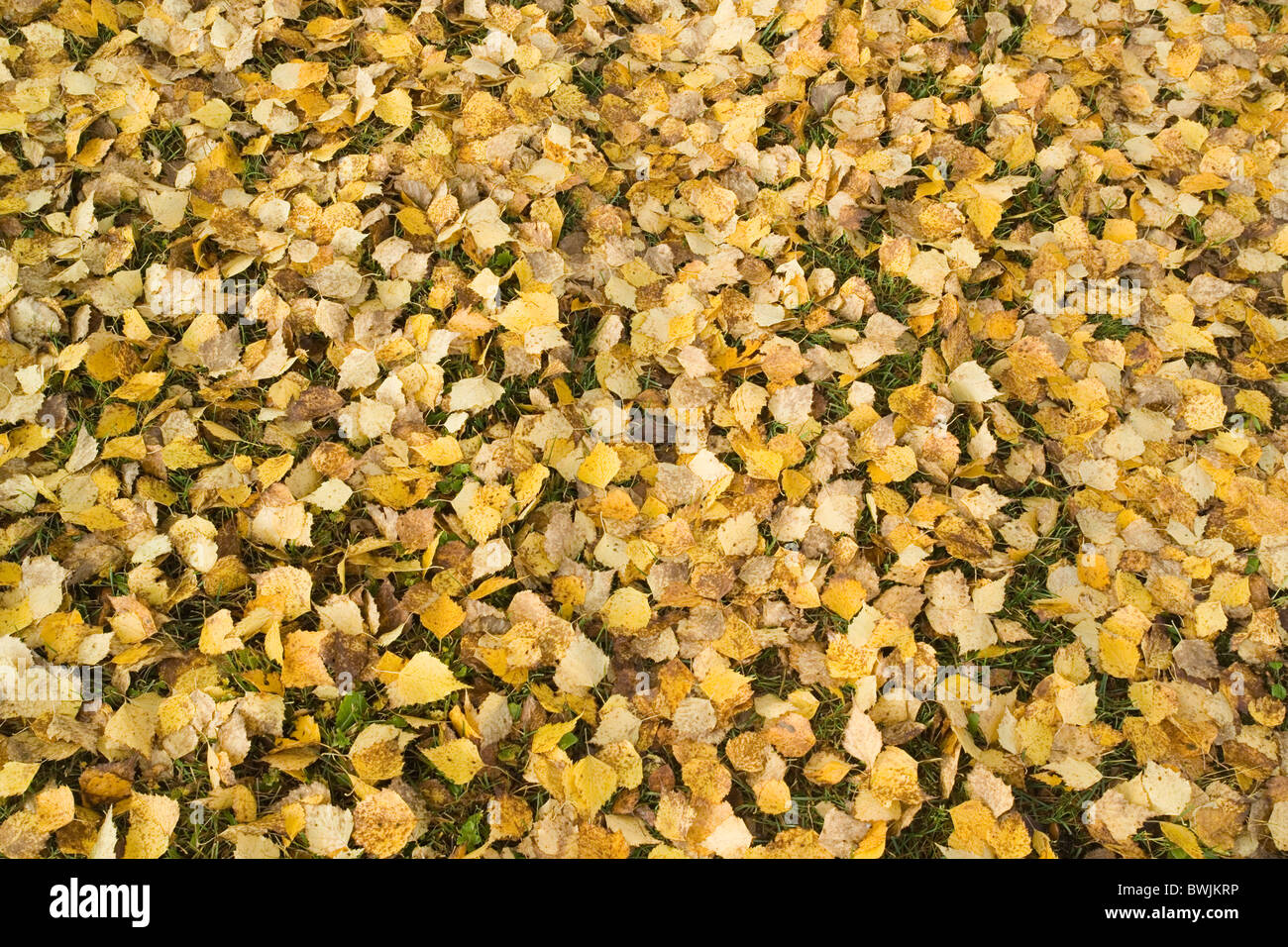 Leaves on ground hi-res stock photography and images - Alamy