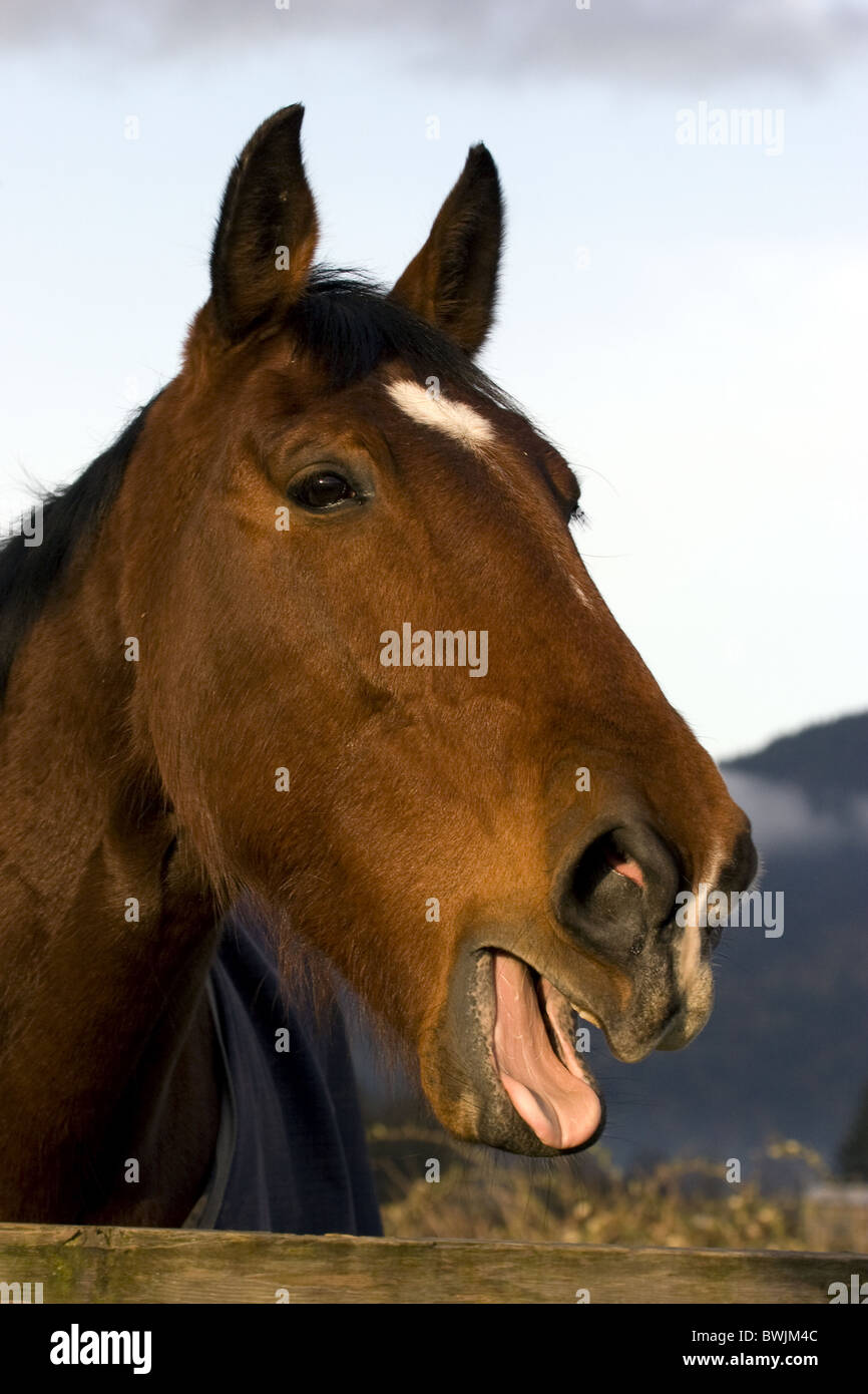 Horse talking Stock Photo Alamy