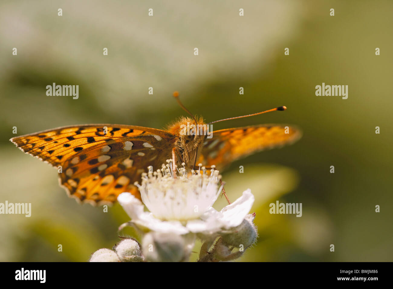 Dark Green Fritillary, Argynnis aglaja butterfly, Arnside Knott, Cumbria, UK Stock Photo