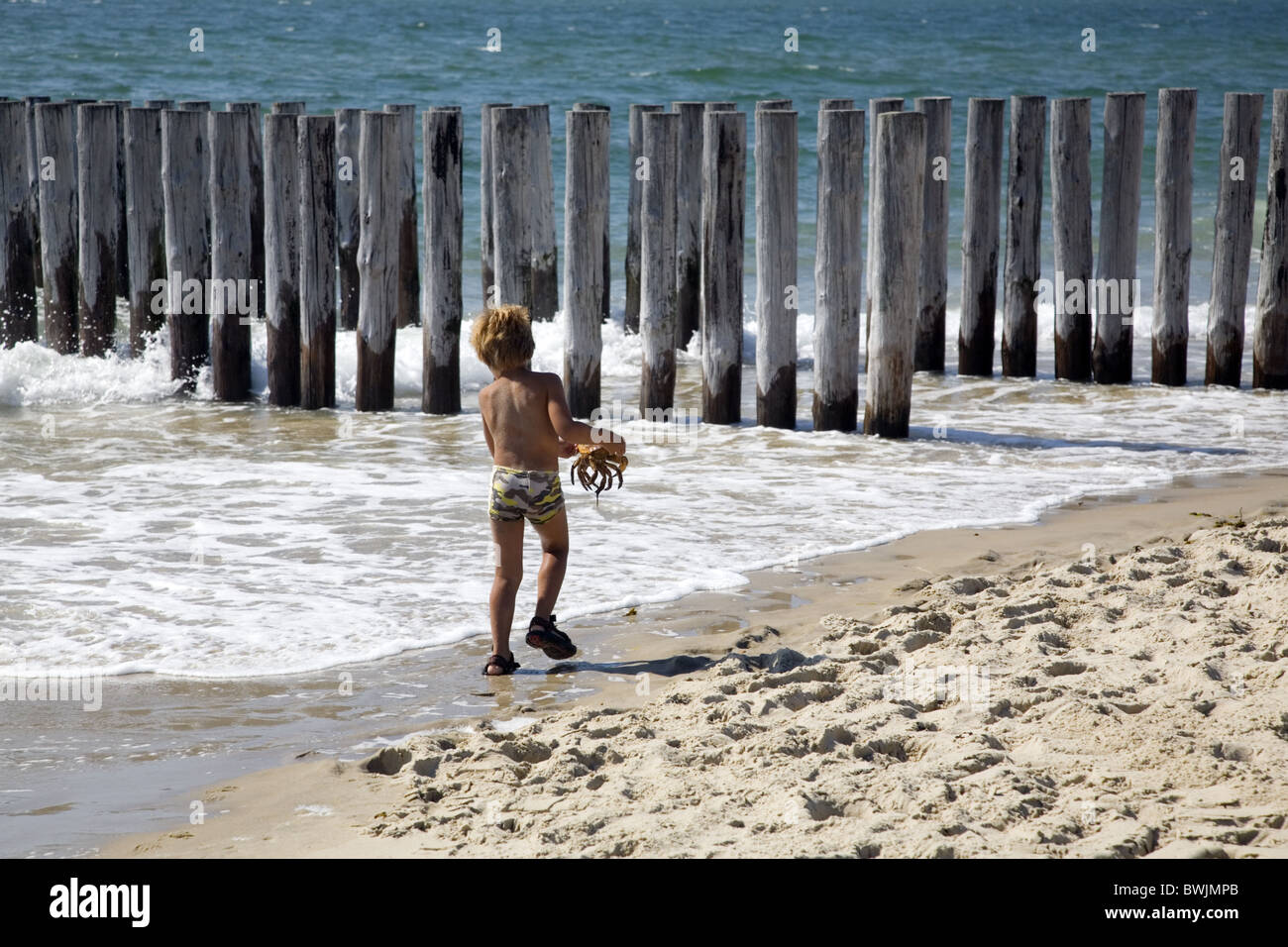 Boy on a beach carrying a big crab with the poles of a groin in the background, Haamstede, Zealand, Netherlands Stock Photo