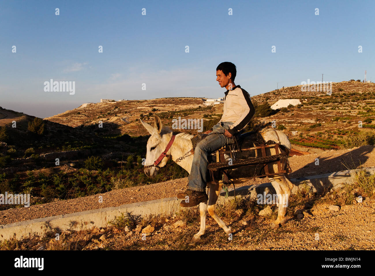 A Palestinian shepherd on a donkey coming back from pasture. Stock Photo
