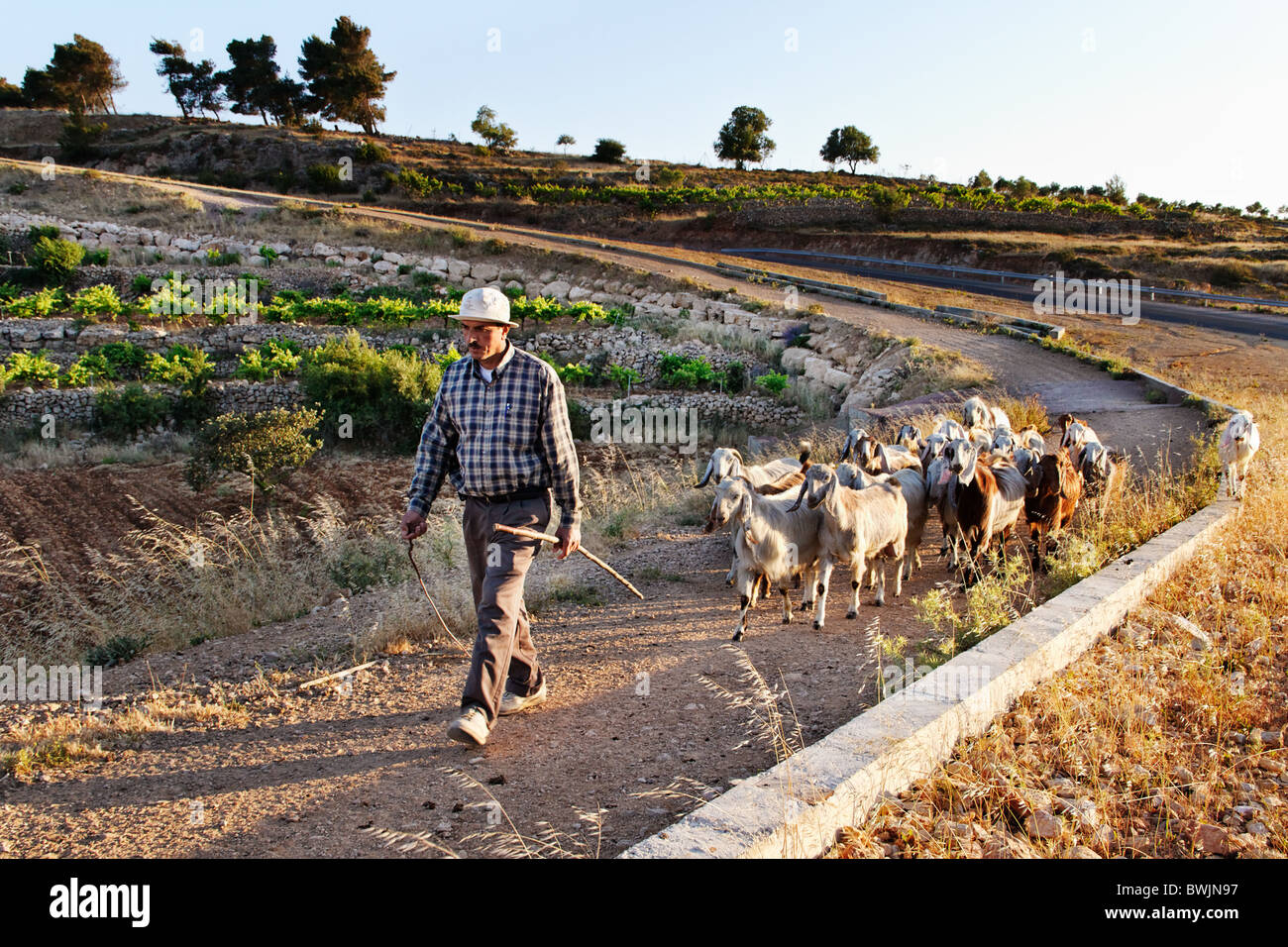 A Palestinian shepherd coming back from pasture along the wall in construction. Stock Photo