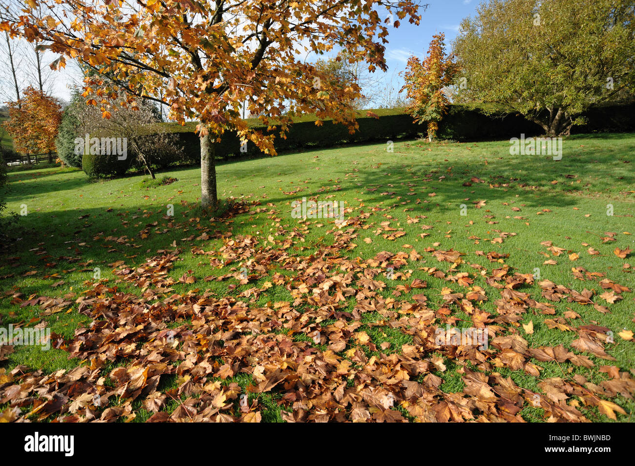 Ornamental maple (Acer spp.) in full autumn colour with fallen leaves in a large garden Stock Photo