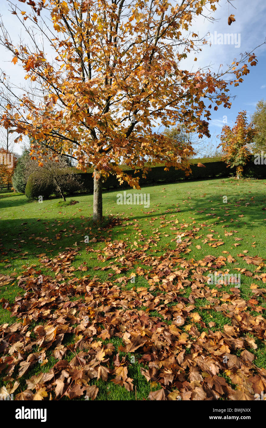 Ornamental maple (Acer spp.) in full autumn colour with fallen leaves in a large garden Stock Photo