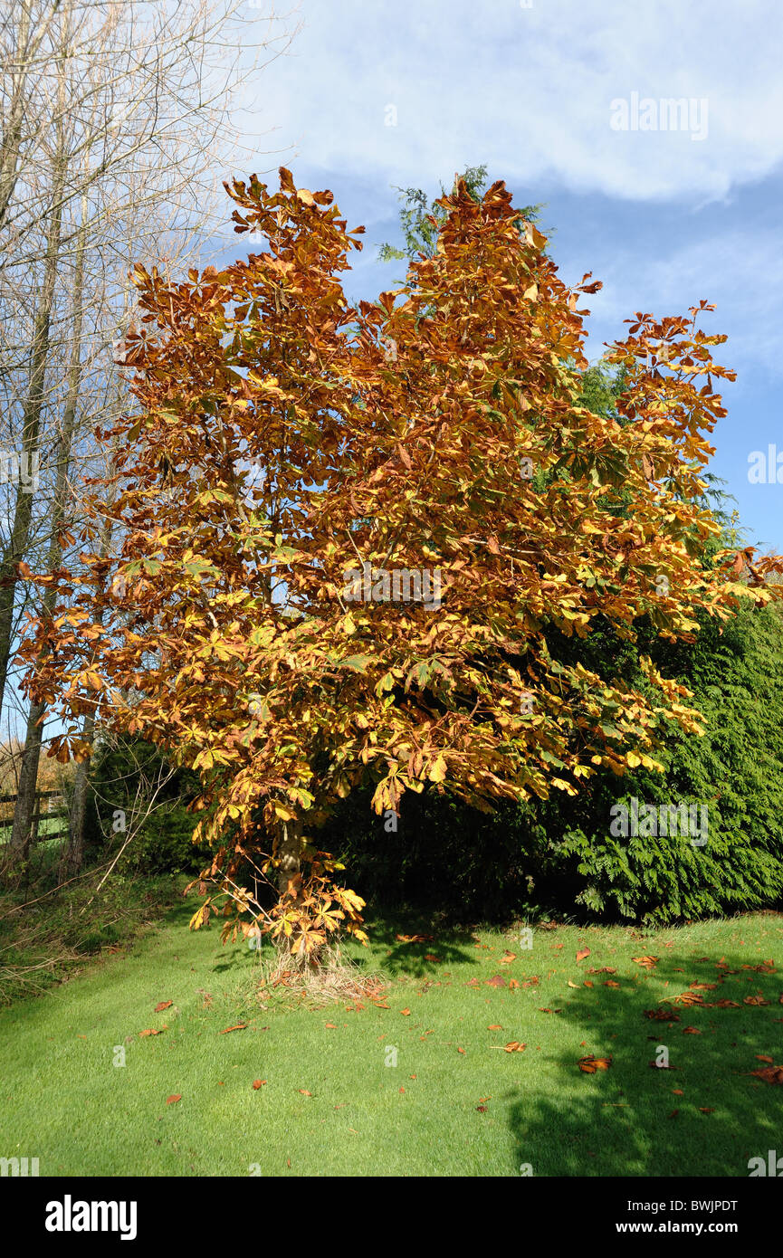 Young horse chestnut tree (Aesculus hippocastanum) in a large garden in full autumn colour Stock Photo