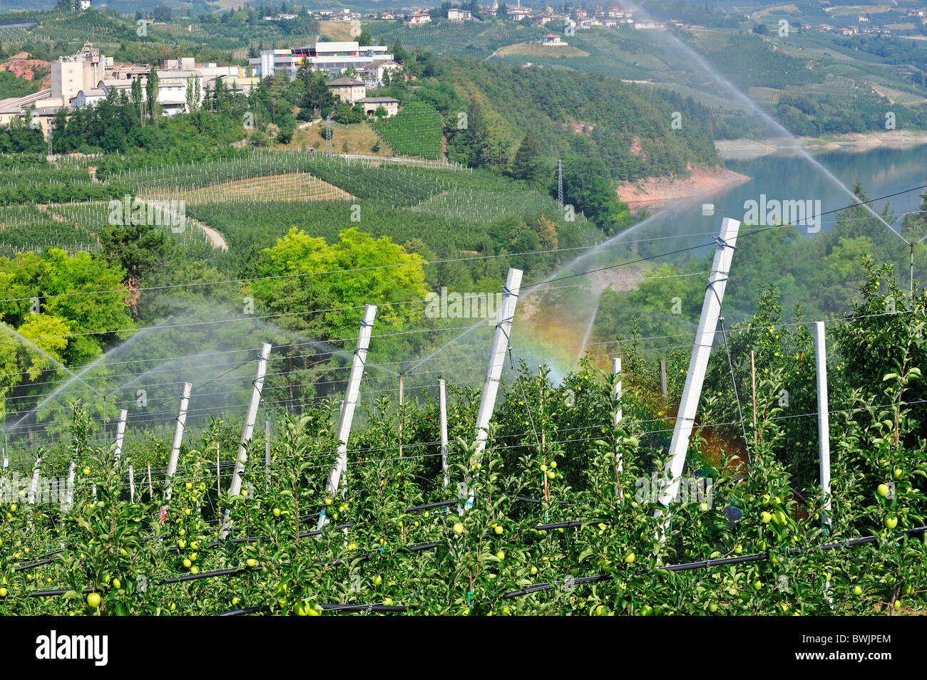 Apple tree orchard being sprinkler irrigated at Val di Non, Dolomites