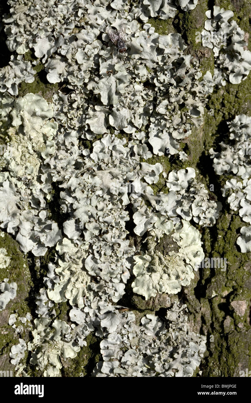 Closeup of the lichen Hypogymnia physodes, Alblasserdam, South-Holland, Netherlands Stock Photo