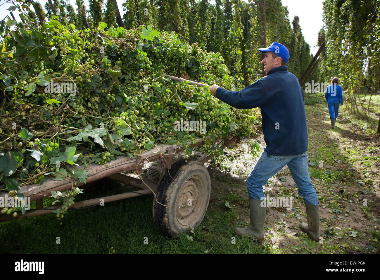 Harvesting of hops (Humulus lupulus) in hop yard in Poperinge, Belgium Stock Photo