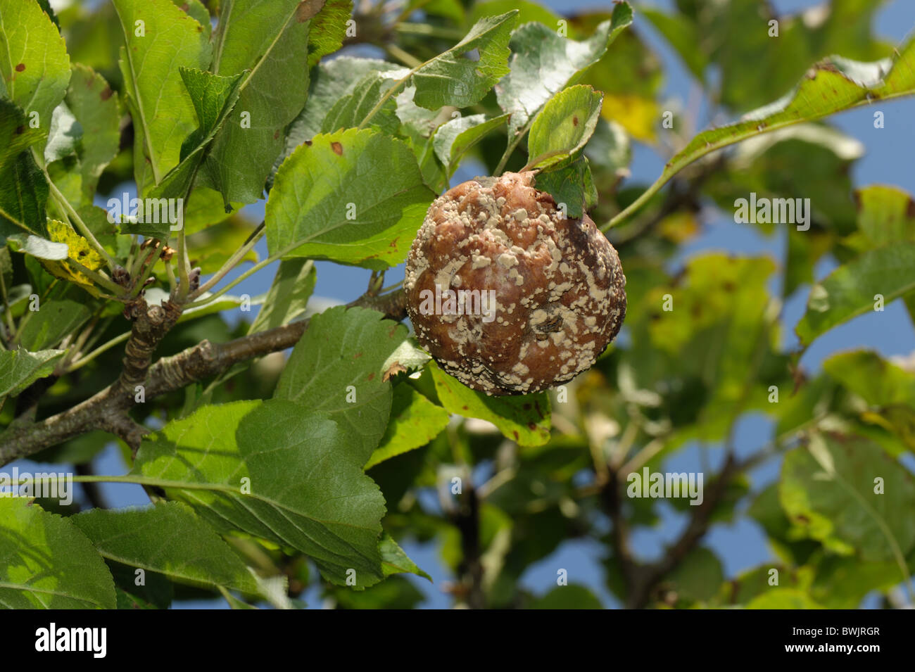 Brown rot (Monilinia fructigena) ftruit rot on mature bramley apples Stock Photo