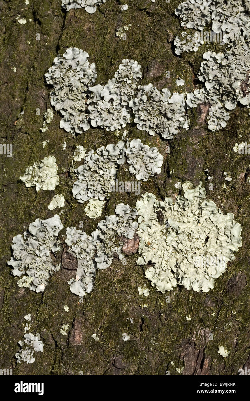 Lichen Hypogymnia physodes, Alblasserdam, South-Holland, Netherlands Stock Photo