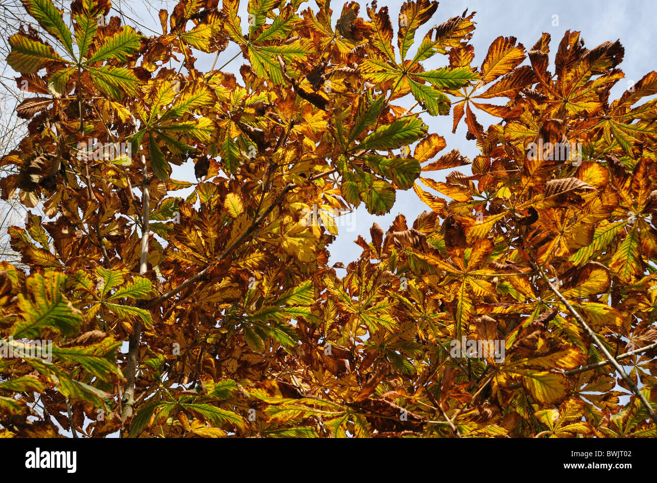 Young horse chestnut tree (Aesculus hippocastanum) foliage leaves in full autumn colour Stock Photo
