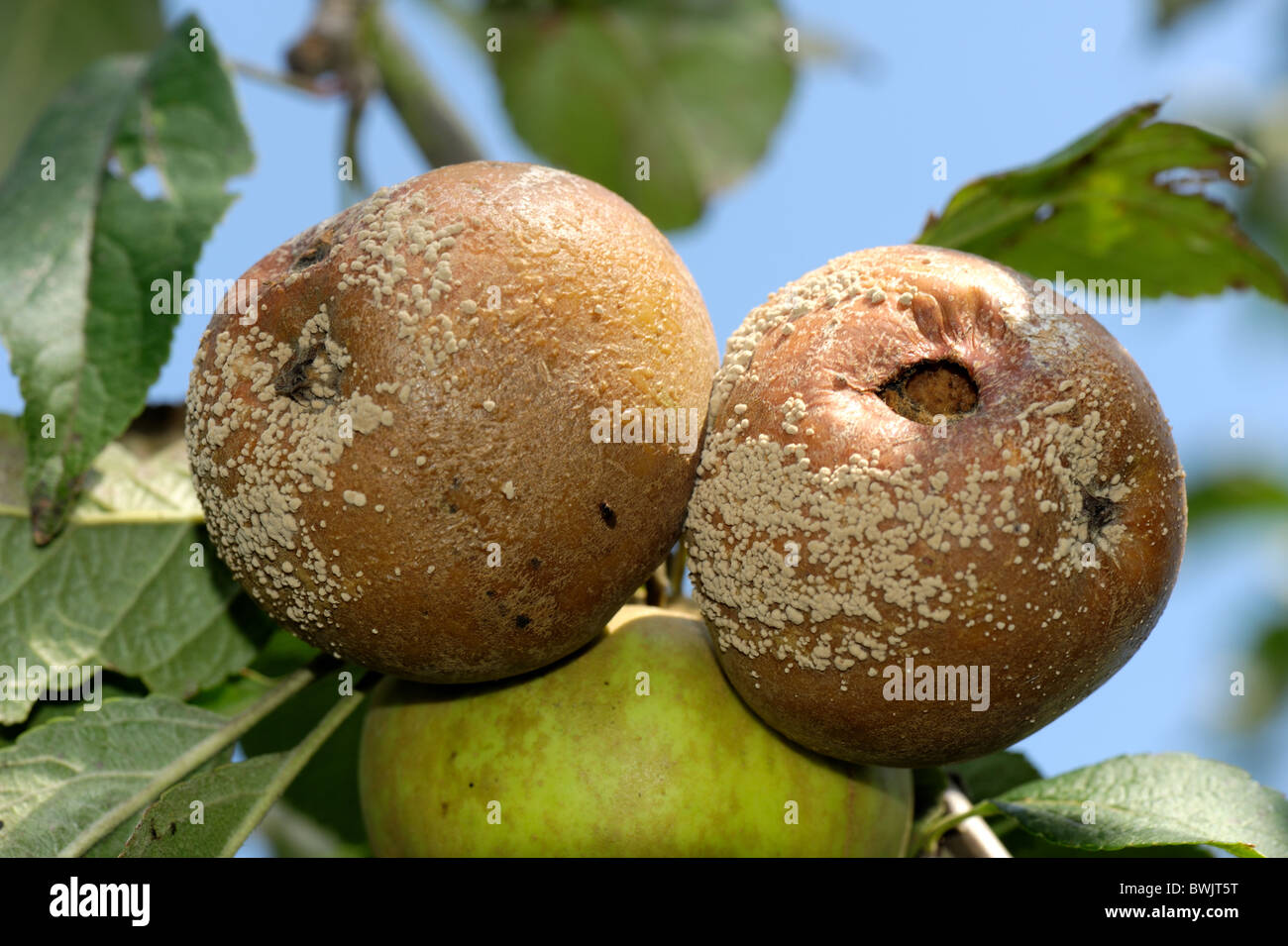 Brown rot (Monilinia fructigena) ftruit rot on mature bramley apples Stock Photo