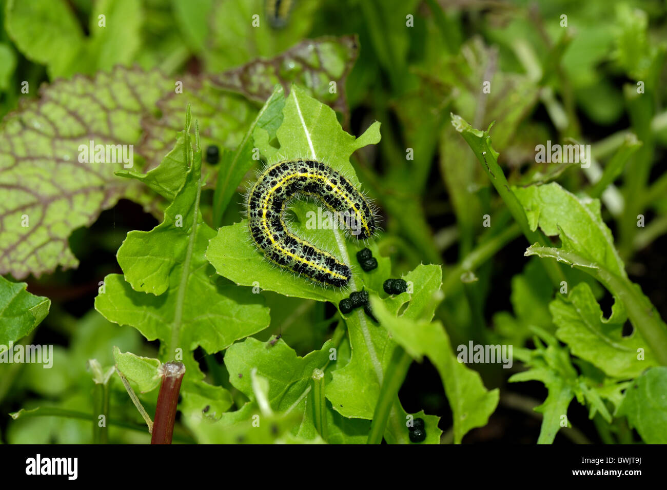 Cabbage white butterfly caterpillar (Pieris brassicae) on young rocket leaves Stock Photo