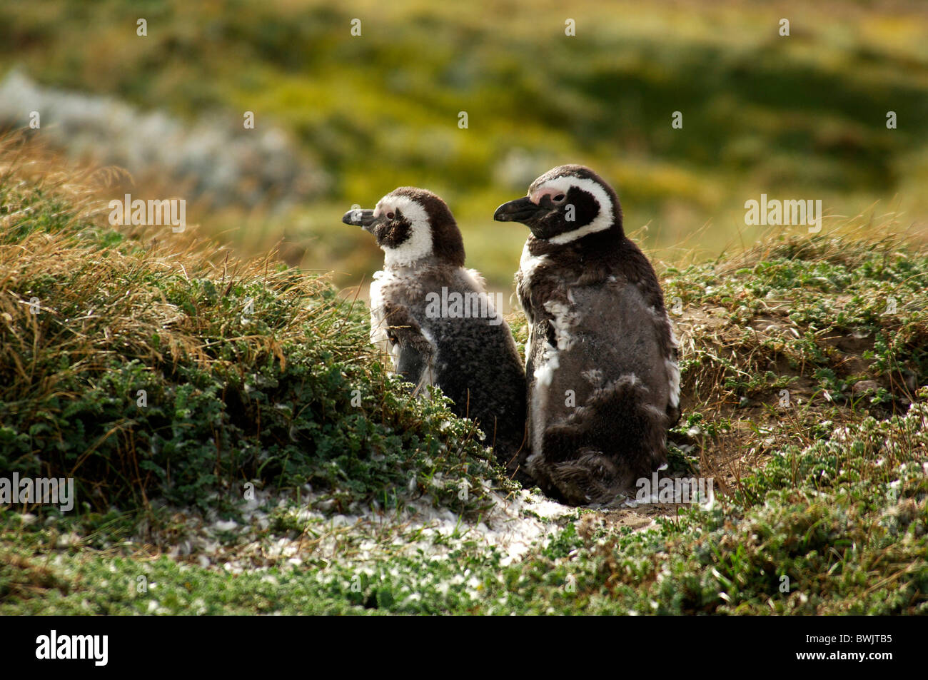 Punta Arenas Magallanes Patagonia Chile 10821622 Magellanpinguin two penguins penguin Spheniscus magellanicus Ottway sound Stock Photo