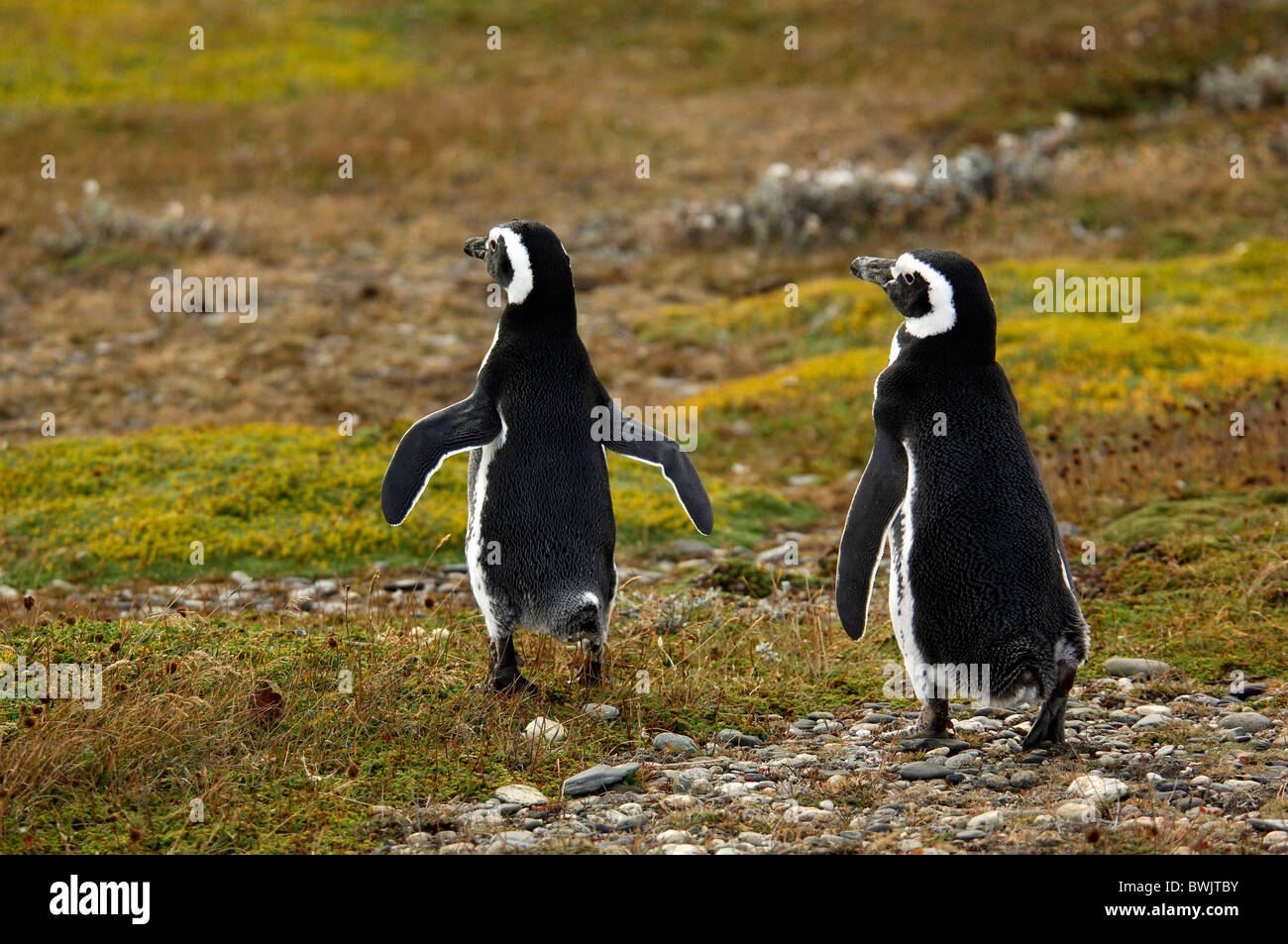 Punta Arenas Magallanes Patagonia Chile 10821624 Magellanpinguin two penguins penguin Spheniscus magellanicus Ottway sound Stock Photo