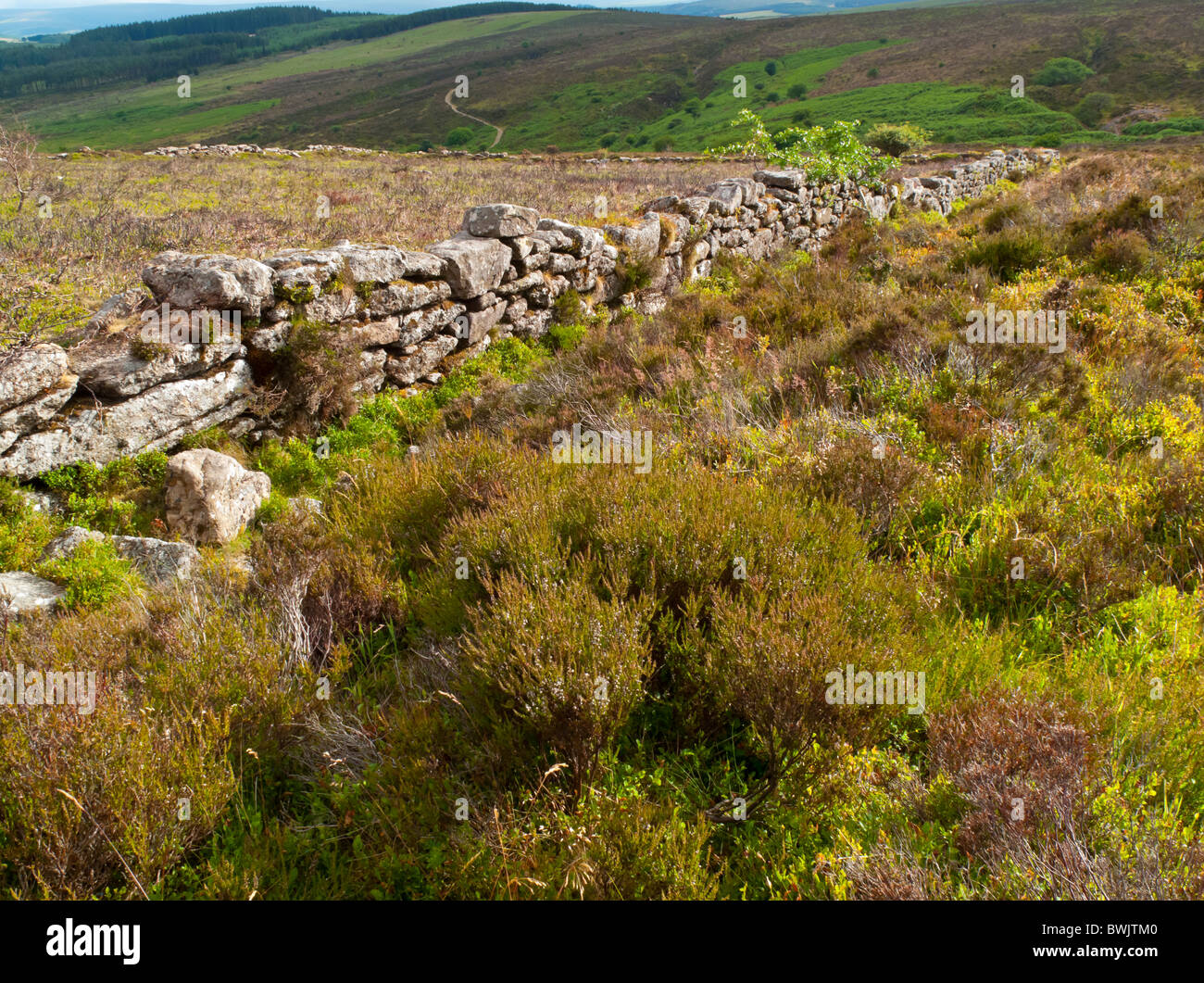 Drystone wall near Princetown in the Dartmoor National Park in Devon south west England Stock Photo