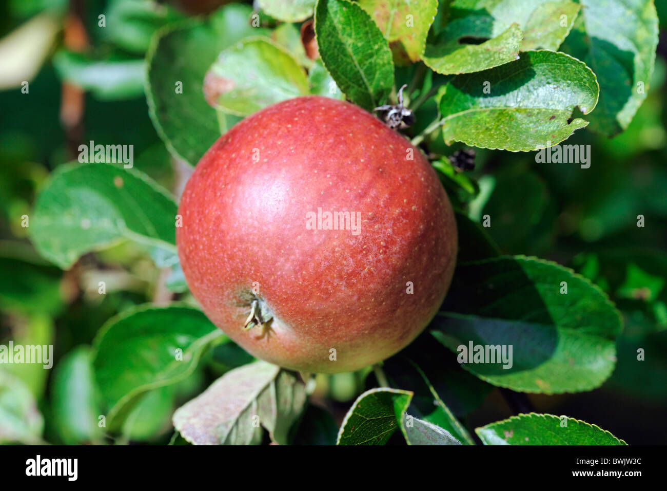Agriculture Apple Apple tree Apple trees Apples Background Backgrounds ...