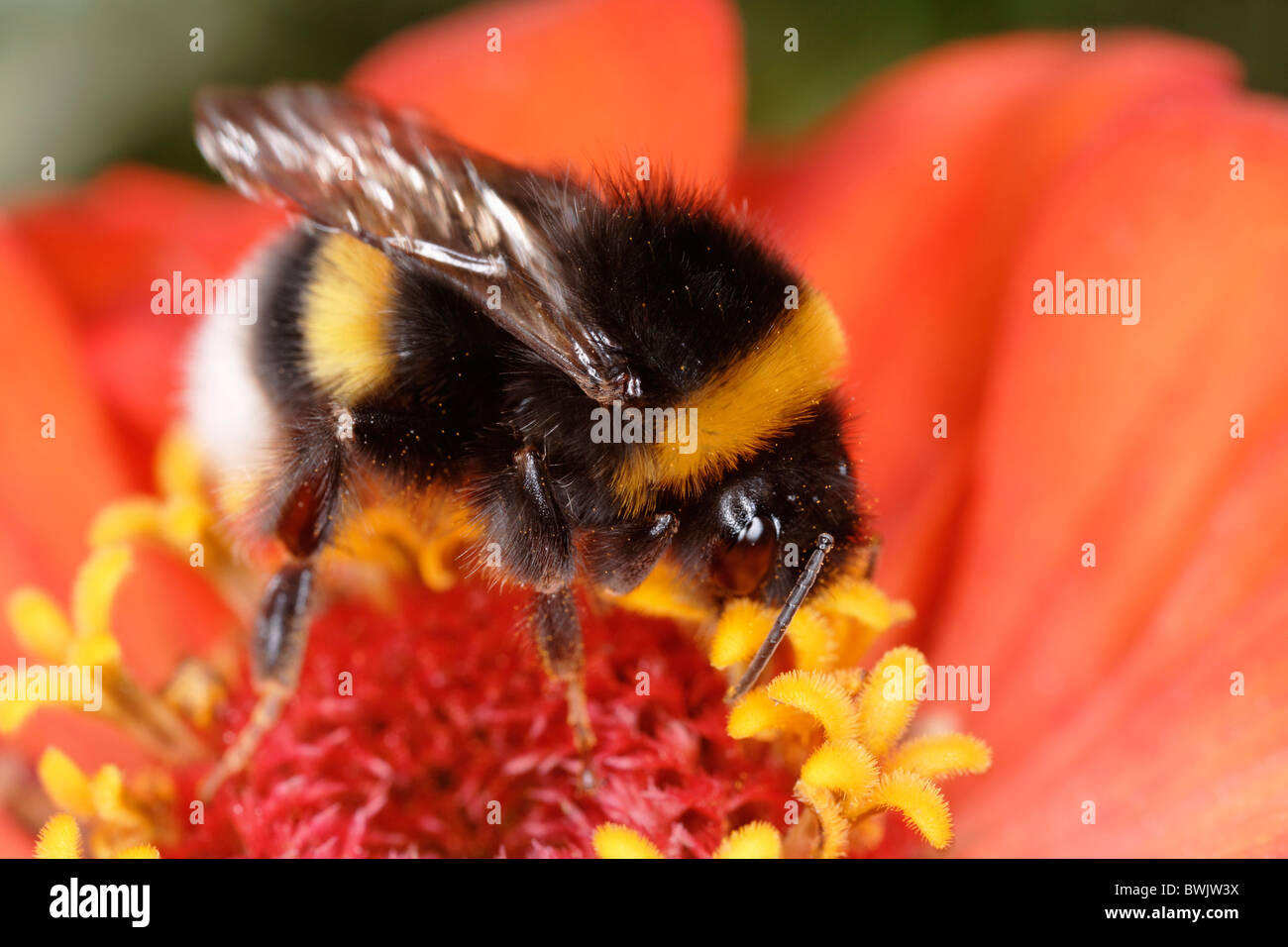 animal animals bee bees biology botany bumble-bee bumblebee Close-up detail  exterior fauna flora flower Stock Photo - Alamy