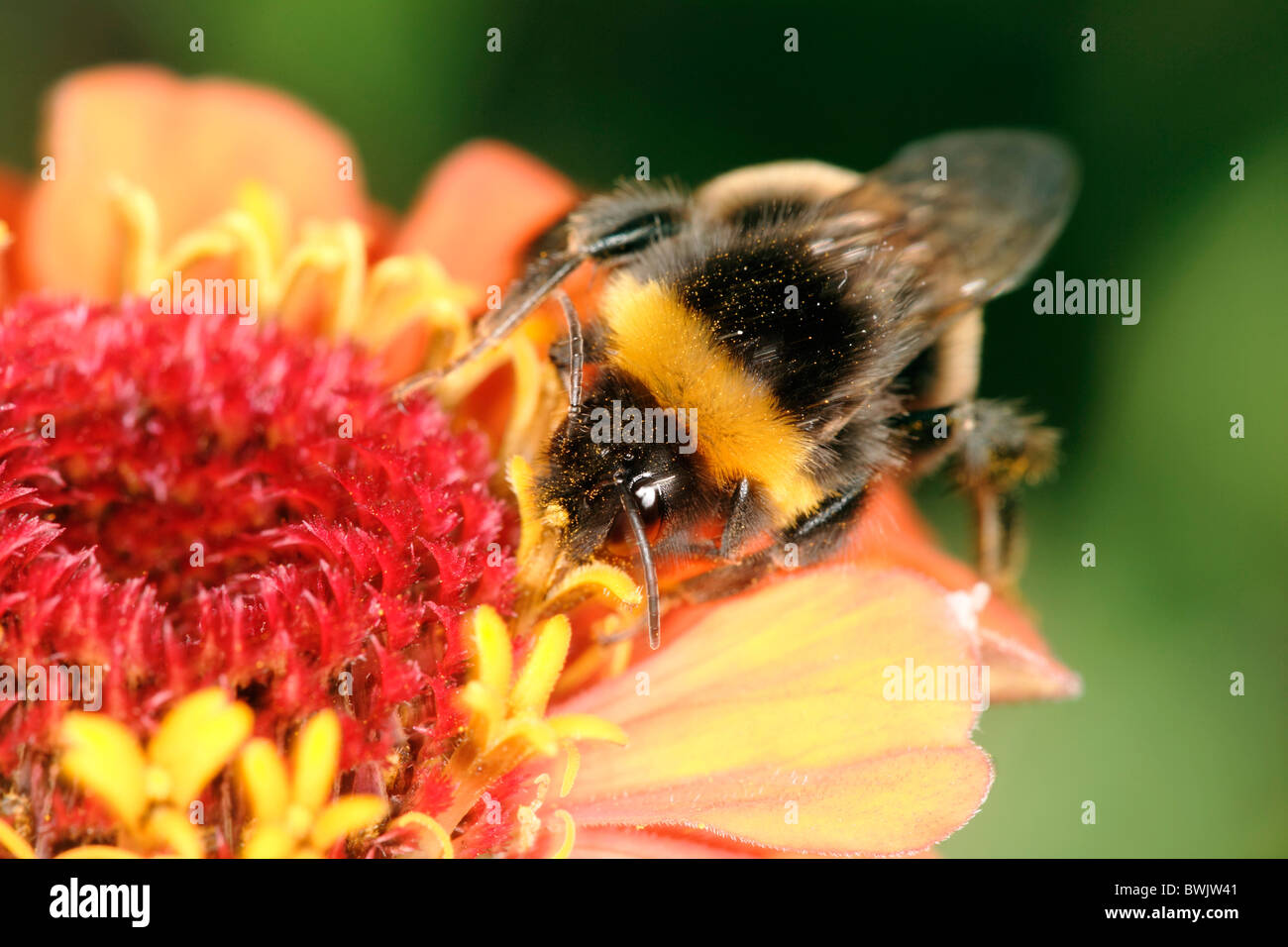 animal animals bee bees biology botany bumble-bee bumblebee Close-up detail exterior fauna flora flower Stock Photo