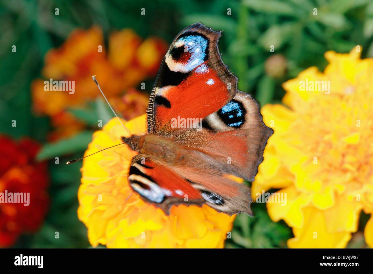 Bohemia Butterflies Butterfly Close-up Color Colour Czech Republic Day Daytime Detail Details Entomology E Stock Photo