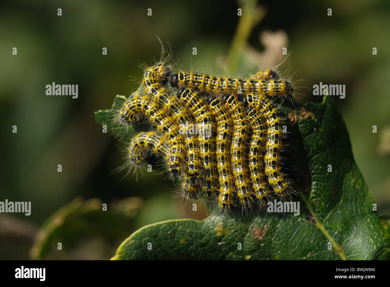 Buff tip moth (Phalera bucephala) caterpillars on damaged oak foliage Stock Photo