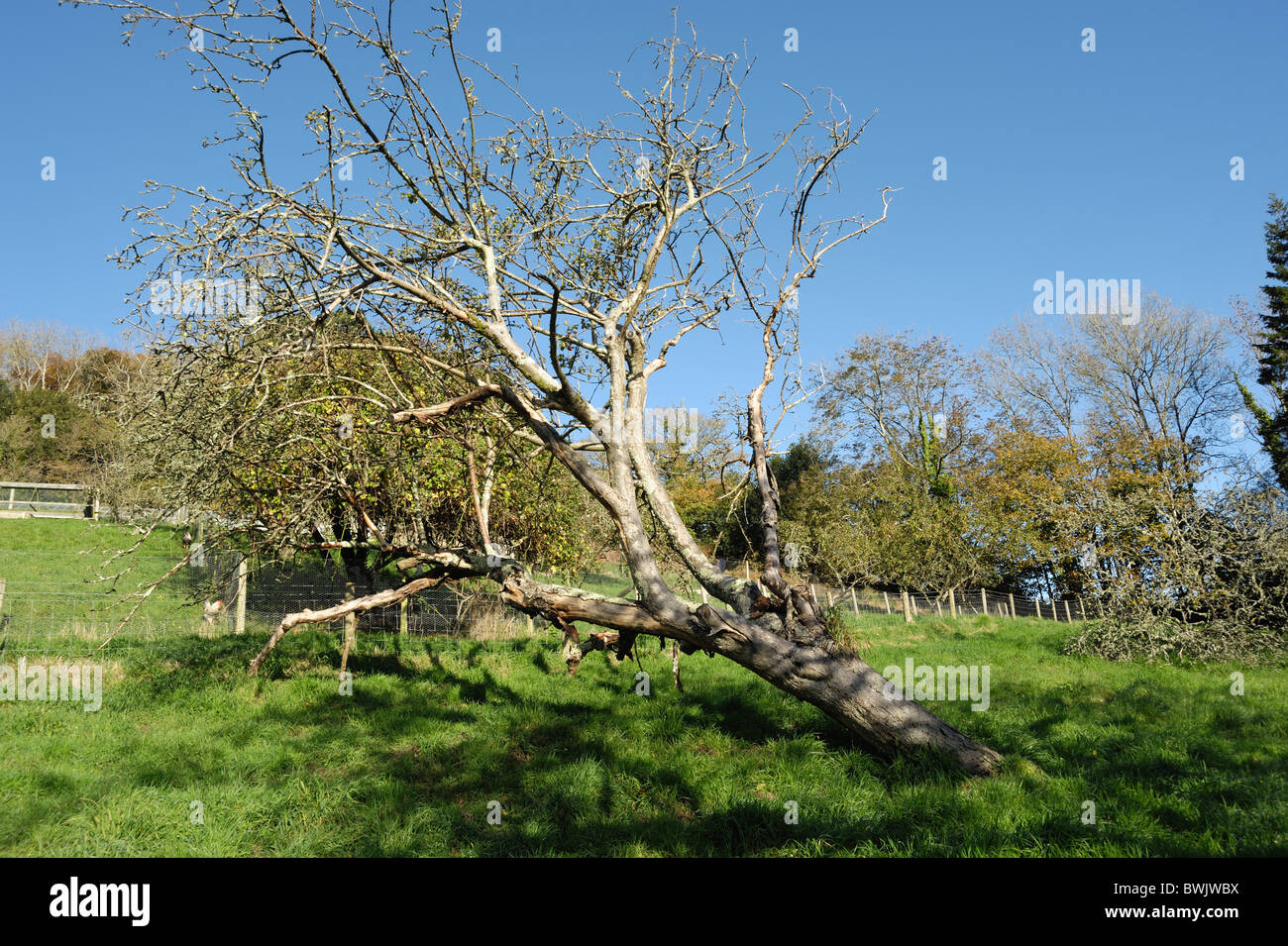 Fallen diseased and dead apple tree killed by honey fungus (Armillaria mellea) Stock Photo
