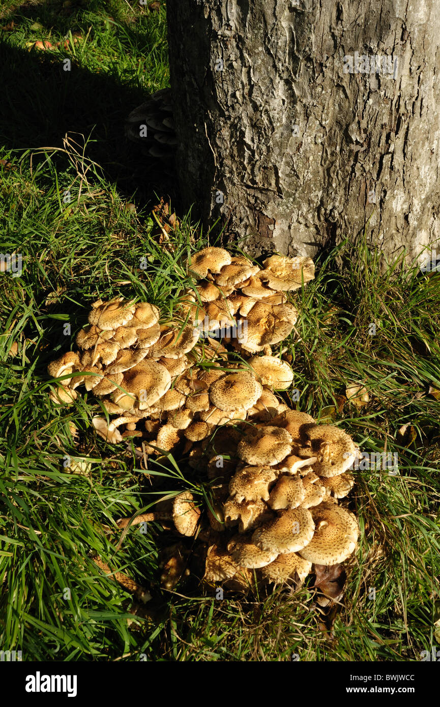 Fungal Fruiting Body Stock Photos & Fungal Fruiting Body Stock Images