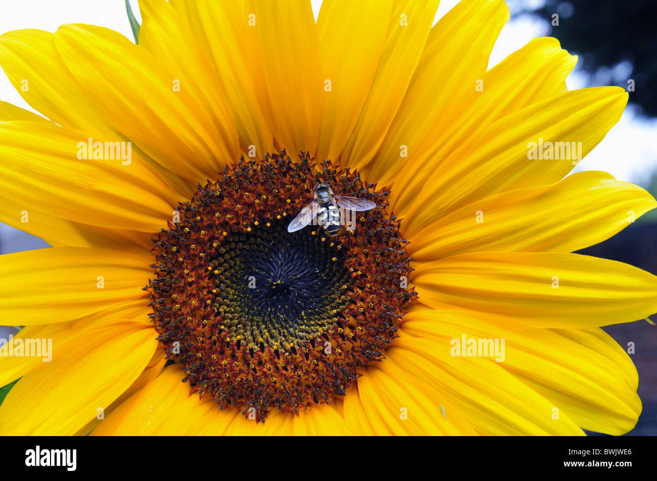 hoverfly visiting sunflower Stock Photo