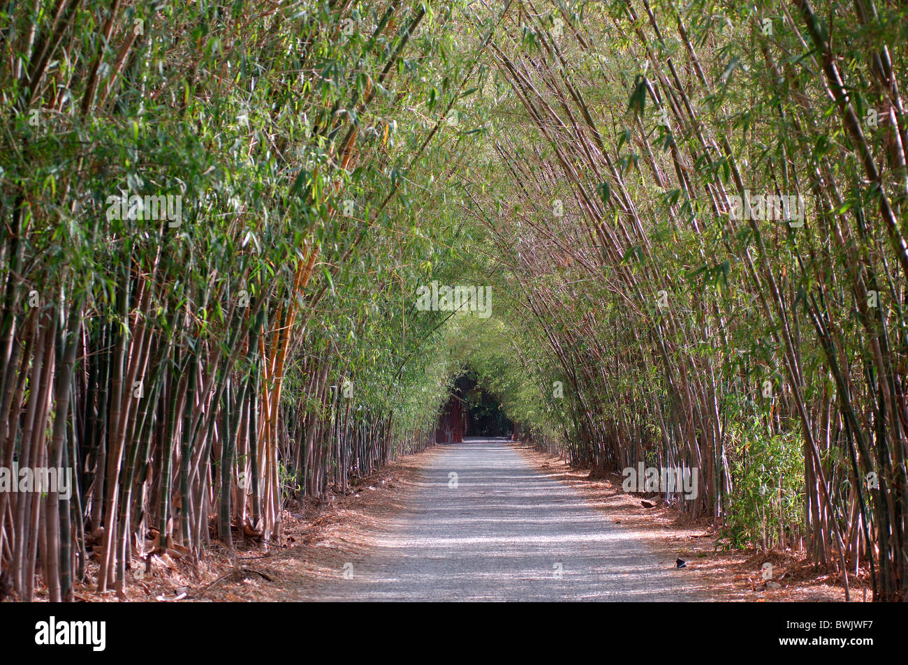 bamboo avenue way Bamboo avenue hotel gazelle d'Or Taroudannt Taroudant Morocco Africa North
