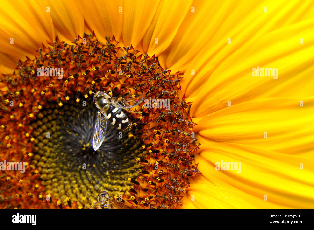 hover fly visiting sunflower Stock Photo
